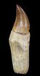 Rooted Mosasaur (Prognathodon) Tooth #55830-1